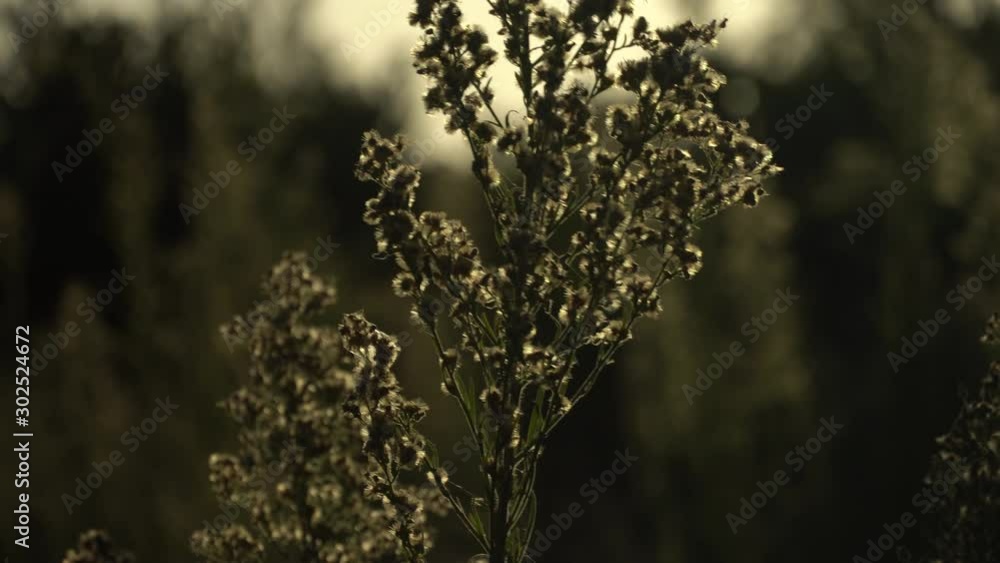 Bright green bush on a sunset background. The wind sways the branches of the bush. Bristles blowing in the wind. Bright green bush on a sunset background. The wind sways the branches of the bush. Bristles blowing in the wind.