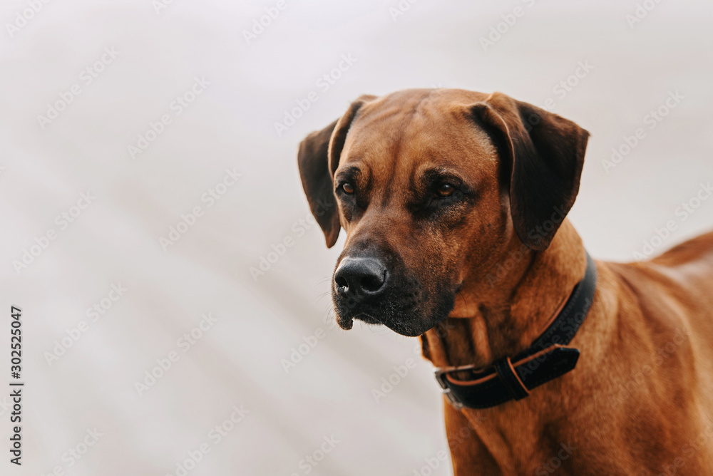rhodesian ridgeback dog portrait outdoors
