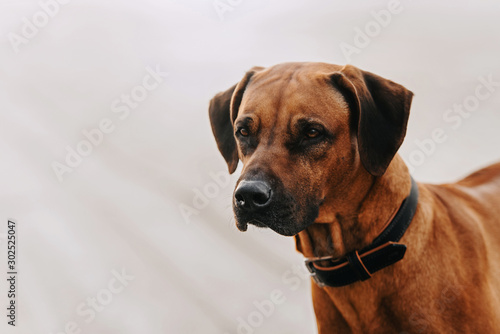 rhodesian ridgeback dog portrait outdoors