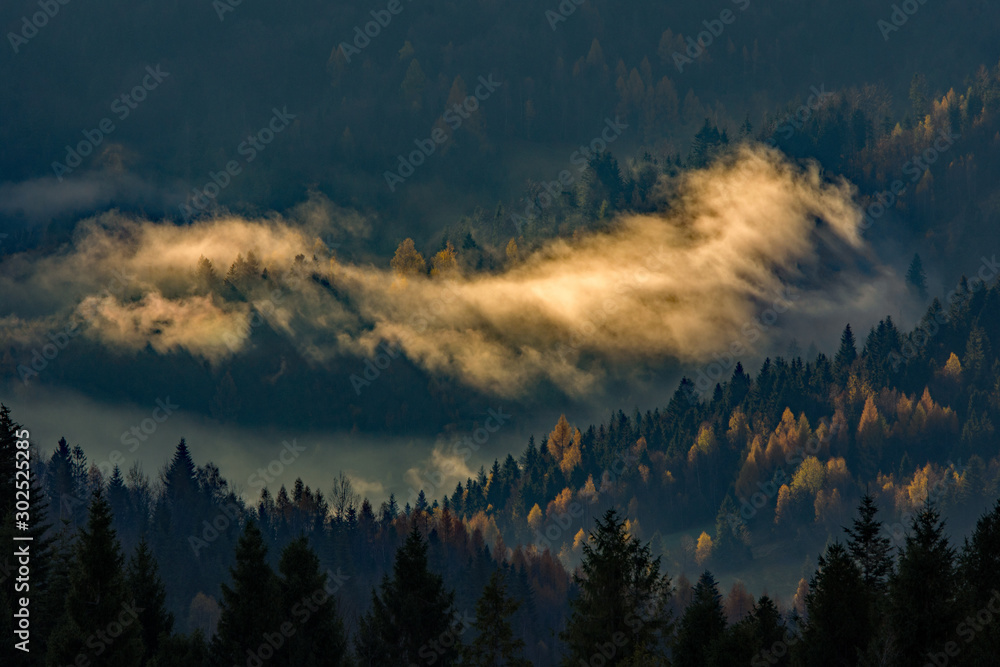 Fototapeta Tajemniczy las w jesiennej mgle. Widok z góry.