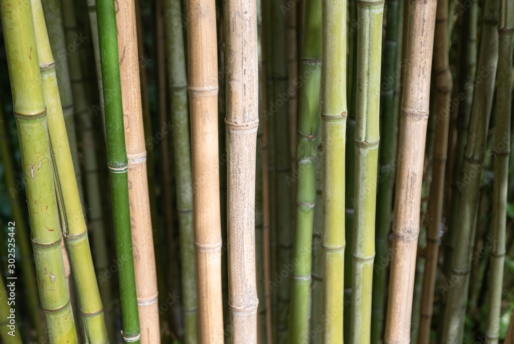 All over background of green and brown bamboo All over background of green and brown bamboo