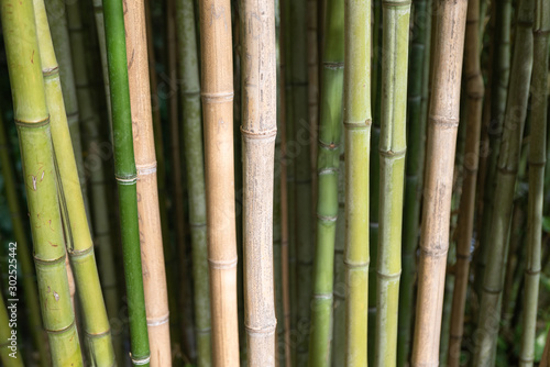 All over background of green and brown bamboo