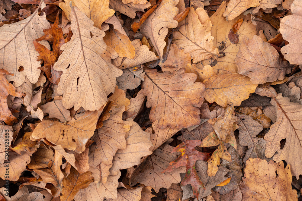 Autumn oak leaves on ground, top view background