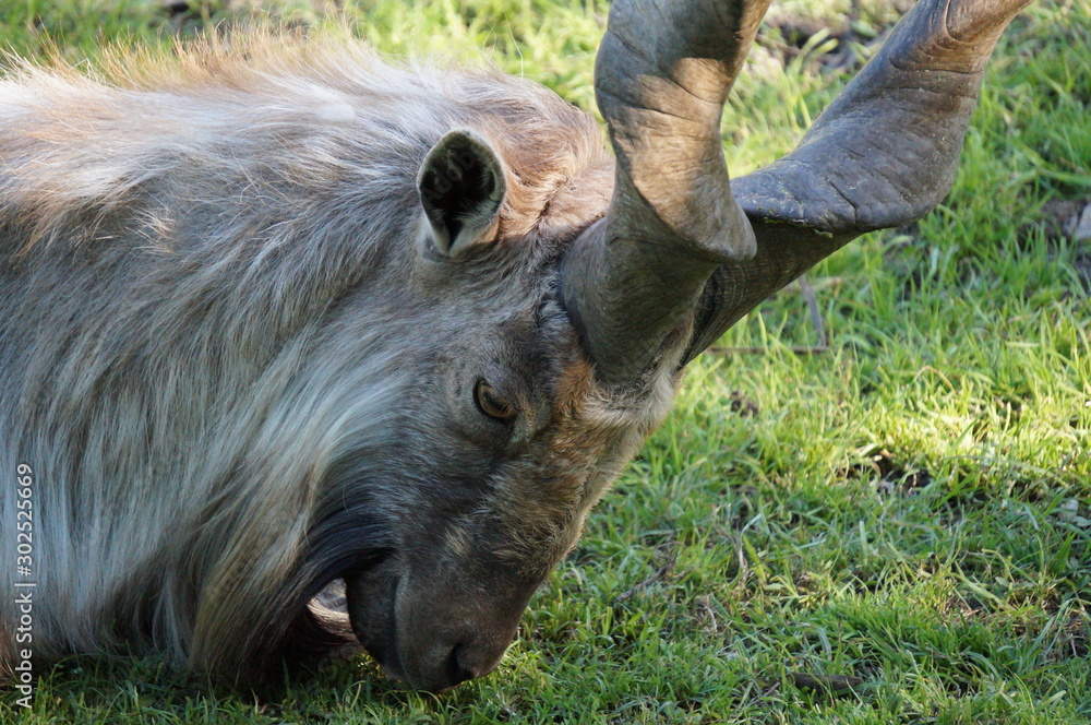 Fototapeta premium Mountain goat close-up