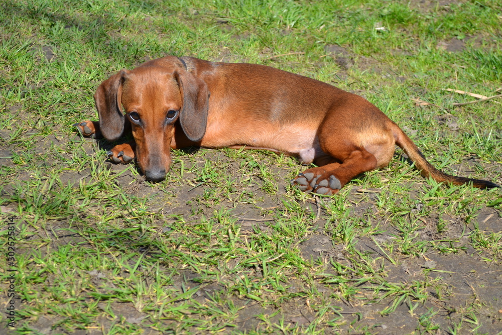 dog on grass