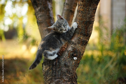 Funny kitten play on a tree trunk. Portrait of an domestic cat.