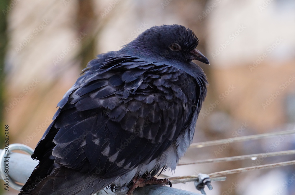 Fototapeta premium pigeon on hand