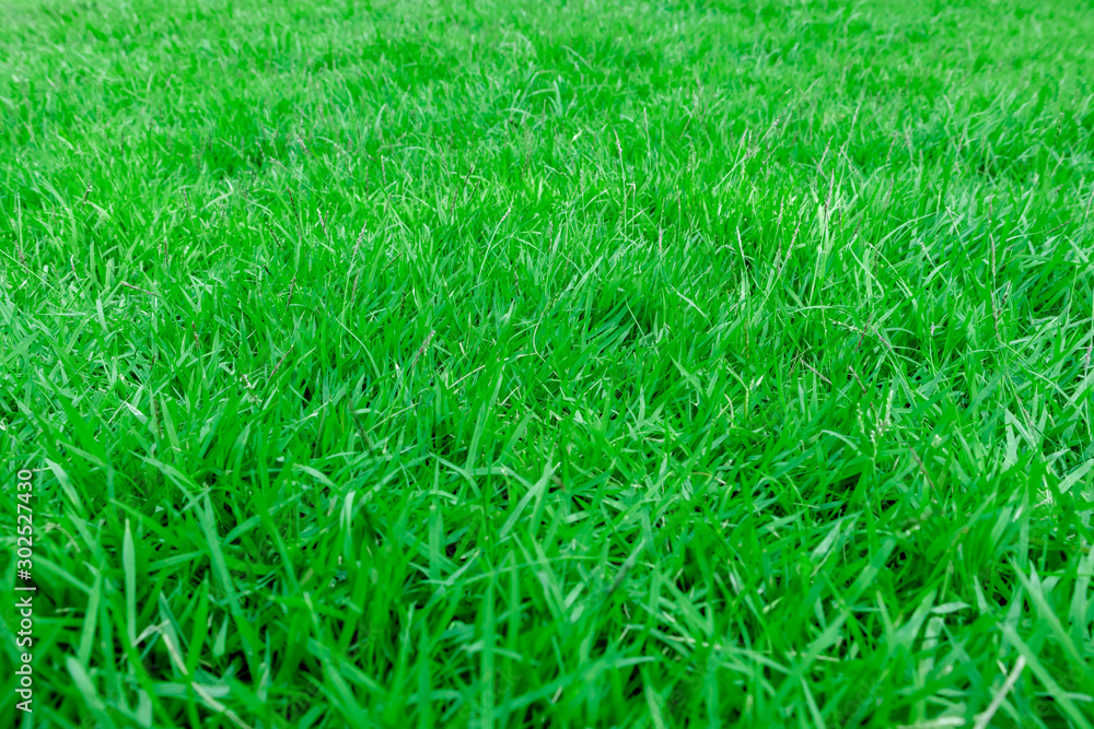 Close-up, Green grass texture background, Park green lawn texture Close-up, Green grass texture background, Park green lawn texture