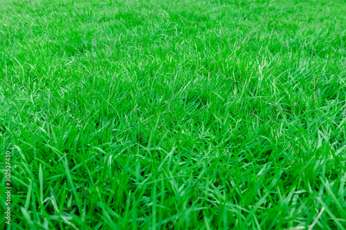 Close-up, Green grass texture background, Park green lawn texture