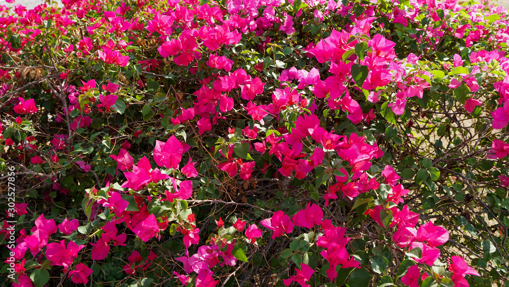 Fototapeta premium Small red flowers in the garden
