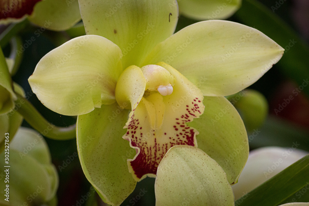 Orchid Orchid