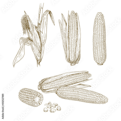 Hand drawn corn. Set sketches with maize plant, corn cob, leaves and grains. Vector illustration isolated on white background.
