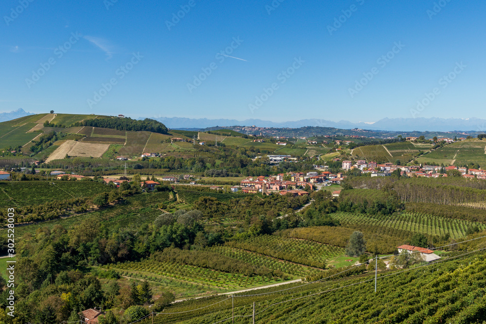 Vineyards in Piedmont, Italy