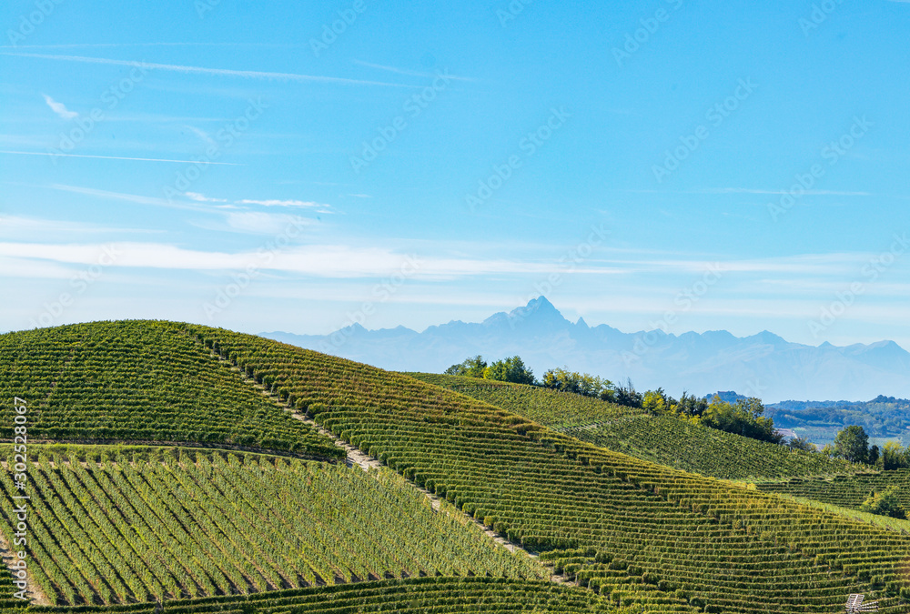 Vineyards in Piedmont, Italy with the Alps in the background