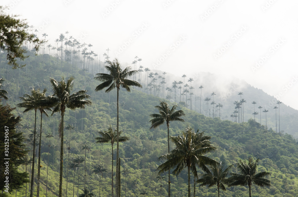 View of Cocora valley with Ceroxylon quindiuense, wax palms.