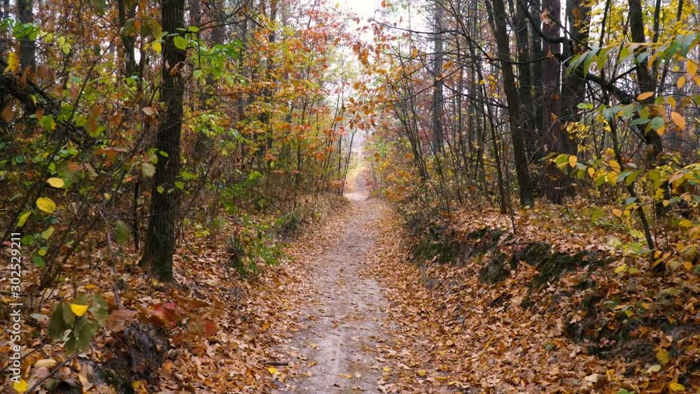 Autumn Forest Background Motion Cam Autumn Forest Background Motion Cam