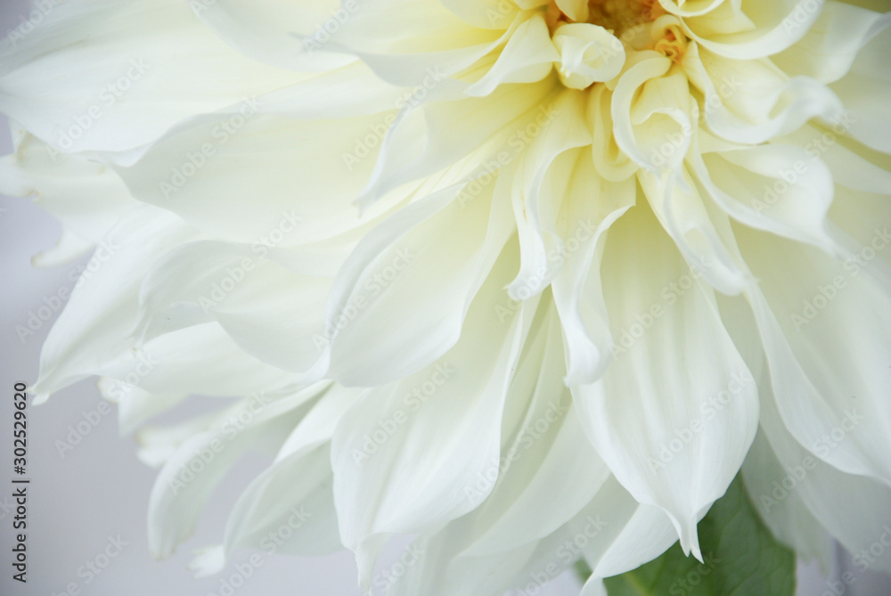 close up of a single white dahlia flower