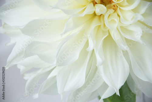 close up of a single white dahlia flower