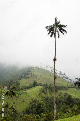 Quindio wax palm, Ceroxylon quindiuense, in the Cocora Valley