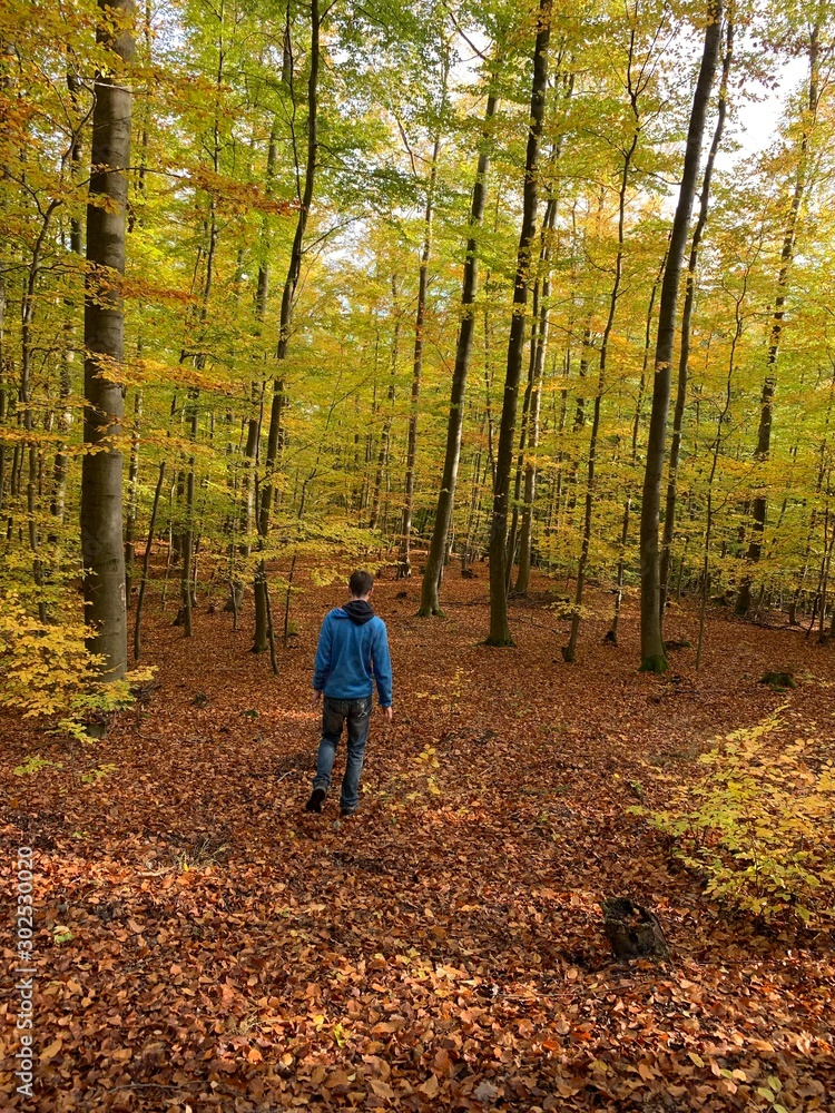 Wandering in the woods Wandering in the woods