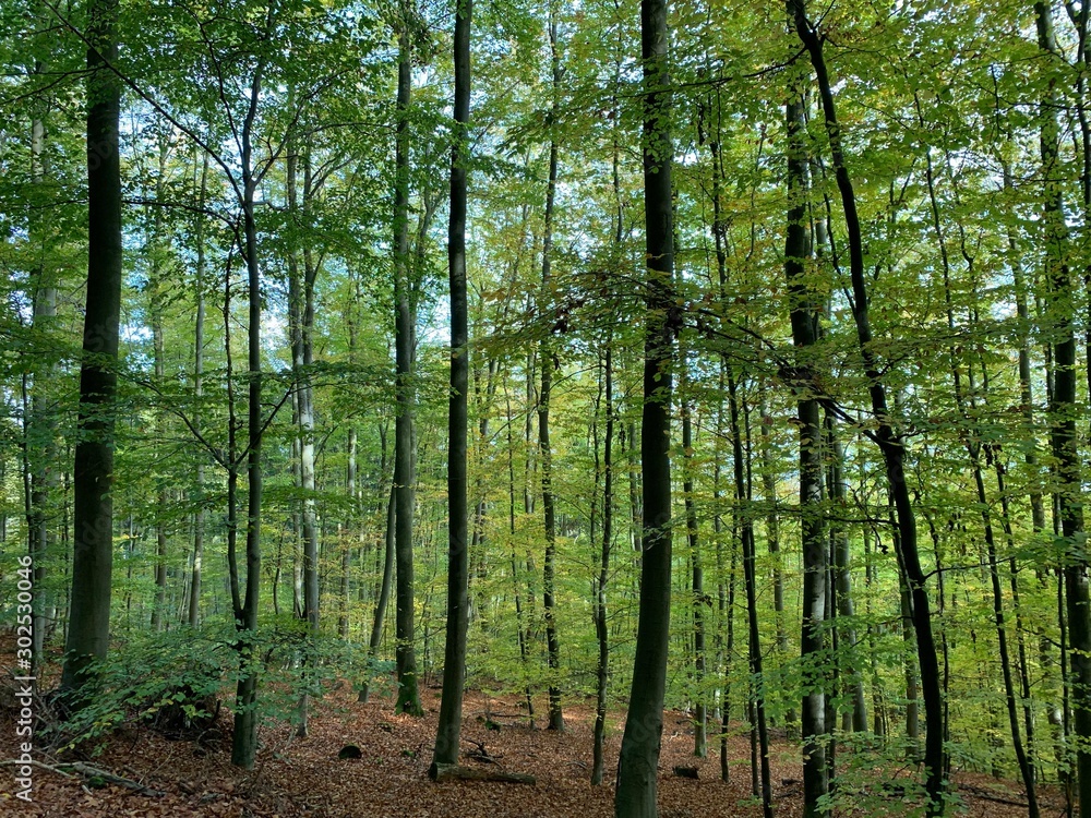 Obraz premium Green woods