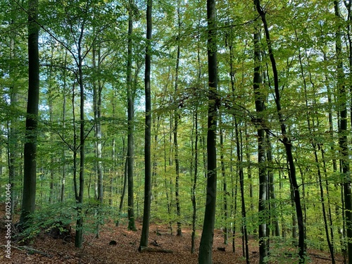Green woods