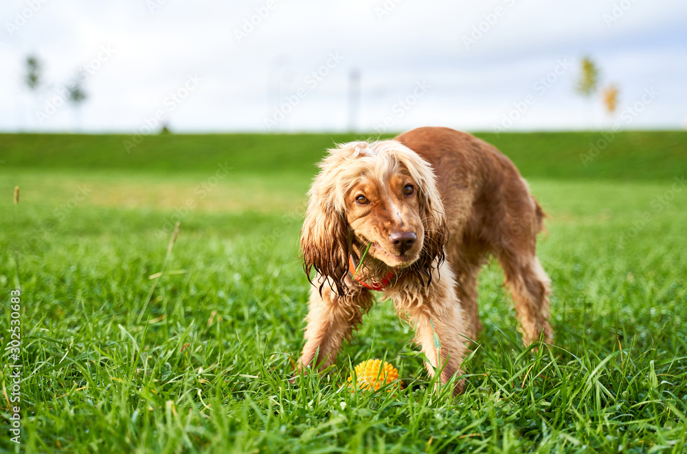 Redhead curly-haired Spaniel chews grass, knits his nose , walking in Sunny  day, drops of rain