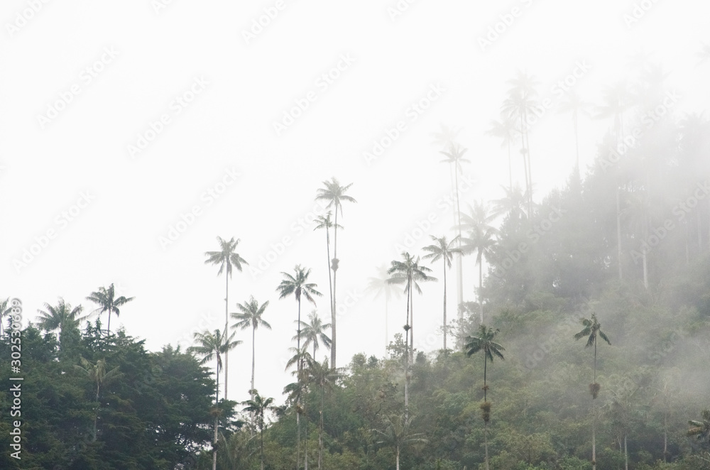 Cocora valley misty landscape with Ceroxylon quindiuense, wax palms.