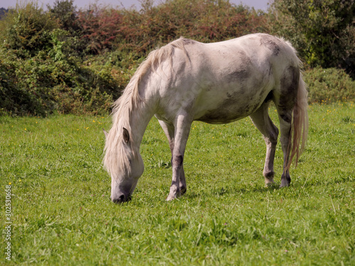 One white horse in a green field grazing grass, Selective focus.