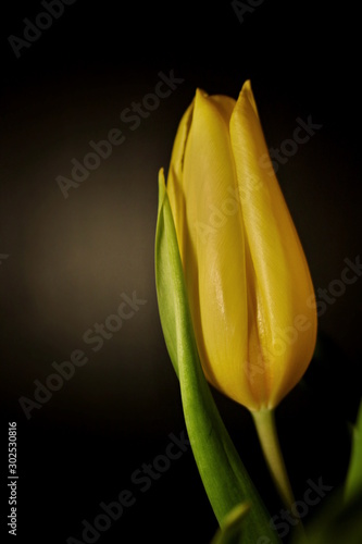 Yellow tulip on black background