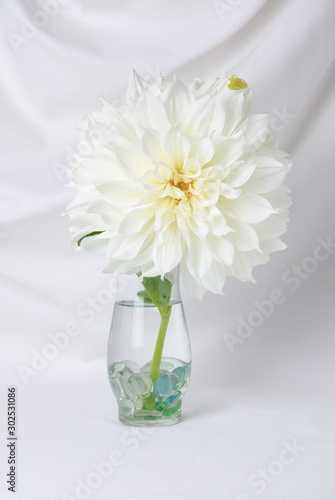 Wallpaper Mural close up of white dahlia flower in a clear vase a white background. elegant white flower. vertical orientation. Torontodigital.ca