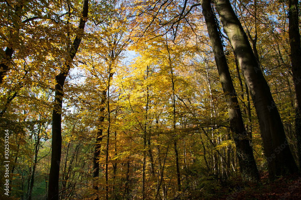 Herbstwanderung auf dem Patensteig im Extertal. Dieser befindet sich im Naturpark Teutoburger Wald im Eggegebirge, Lipperland. Das Laub der Bäume verfärbt sich. Es ist ein wunderschöner Tag.