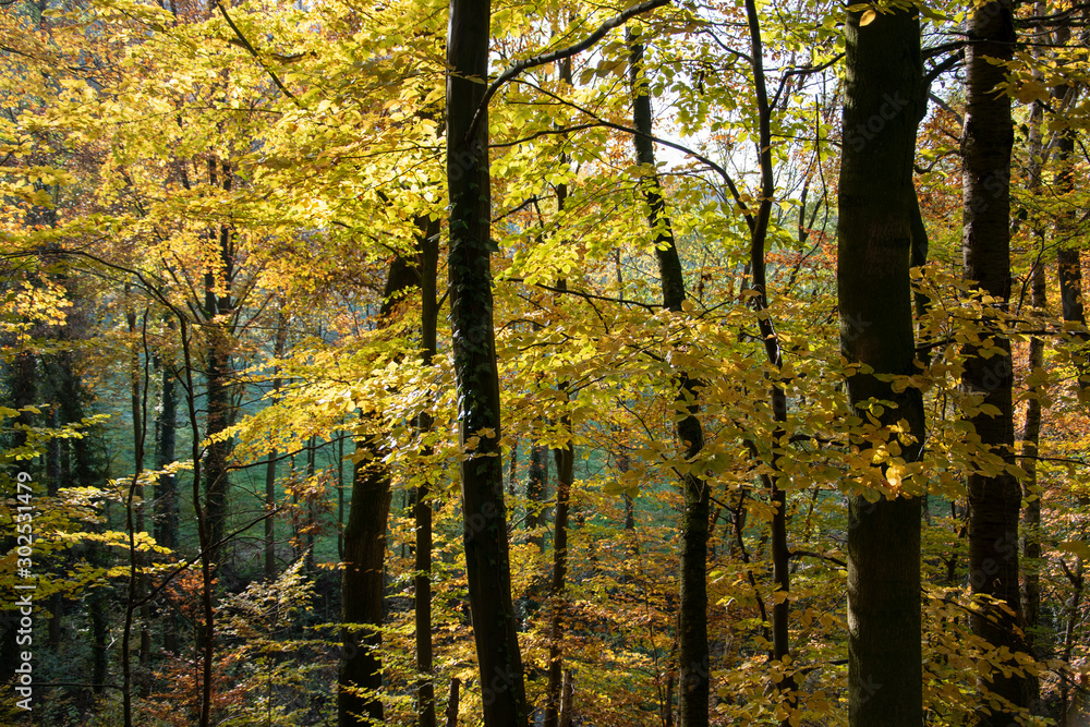 Obraz premium Herbstwanderung auf dem Patensteig im Extertal. Dieser befindet sich im Naturpark Teutoburger Wald im Eggegebirge, Lipperland. Das Laub der Bäume verfärbt sich. Es ist ein wunderschöner Tag.
