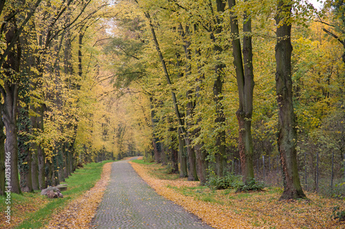 herbstlicher waldweg photo