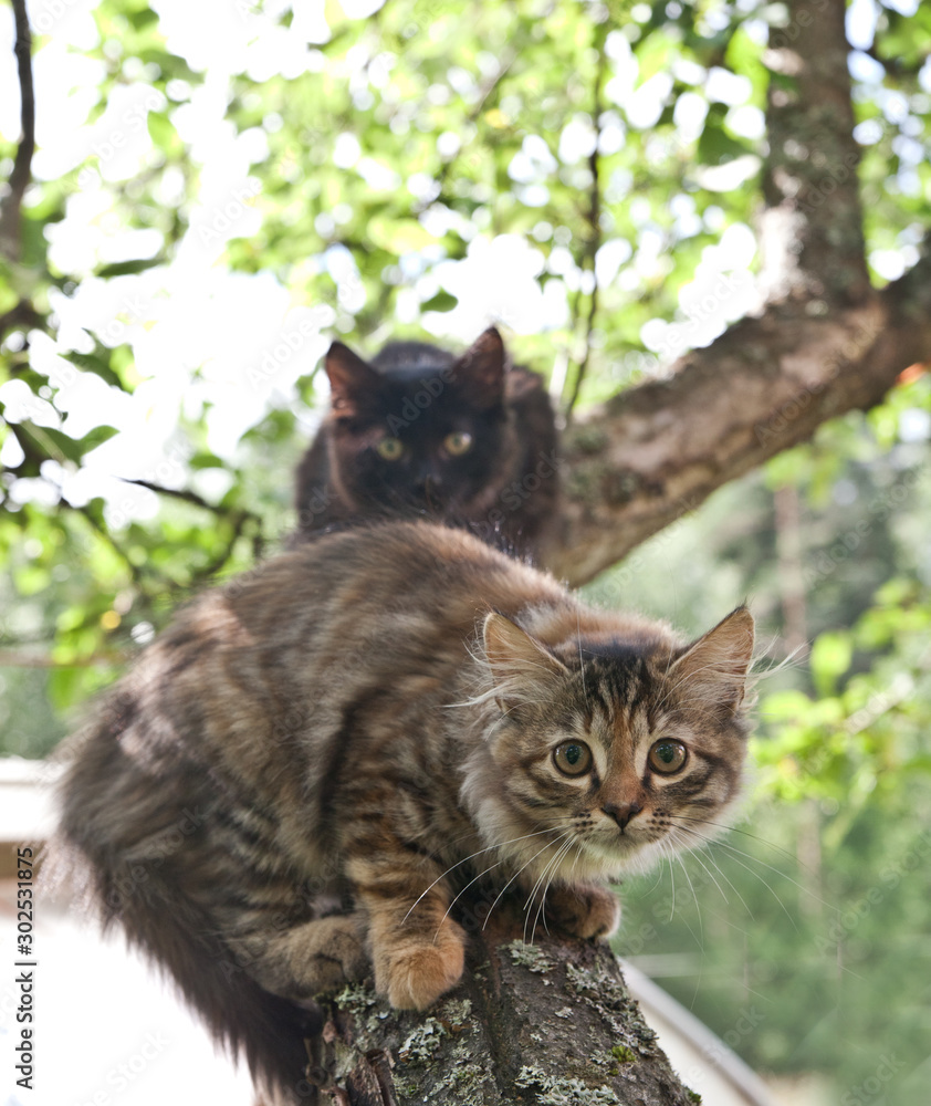 Scared tabby and s kittens are sitting on a branch on apple tree