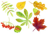 Watercolor autumn set: oak, maple, mountain ash, chestnut, birch leaves, acorn, rowan berries, chestnut fruit in green, yellow, purple, orange, red colors on a white background, hand-drawn isolated