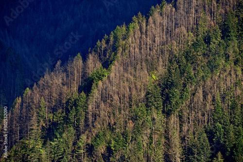 Slika na platnu Bark beetle kills  trees in Mt