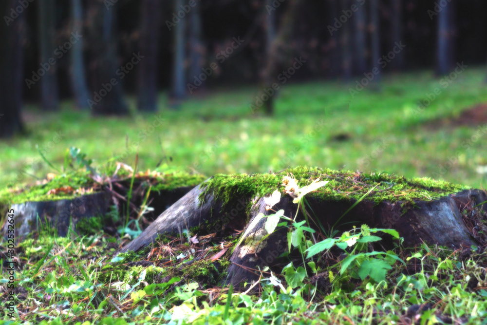 A lonely old fir tree stump in the park, blackened by time, covered with green moss and sprinkled with needles. A lonely old fir tree stump in the park, blackened by time, covered with green moss and sprinkled with needles.