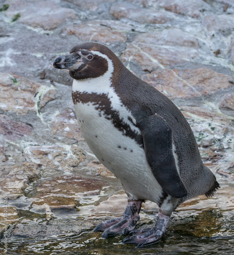 Naklejka premium Penguin Upright