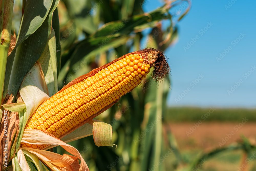 Ear of maize with ripe kernels in cultivated field Stock Photo | Adobe ...