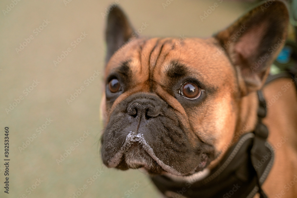 A picture of brown bulldog looking at place of your ad, black bottom face, drooling. Close-up portrait of dogs muzzle. Walking pet in autumn. Horizontal shot of animal