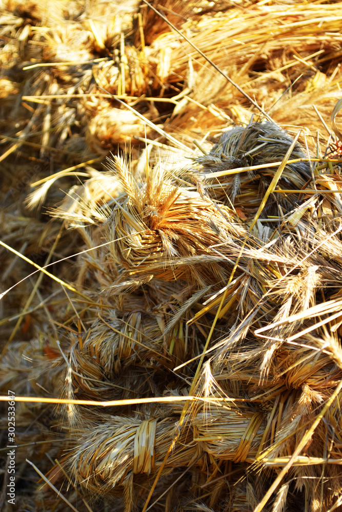 Stack of hay and straw, Dry grass background, Field texture, Yellow plants Stack of hay and straw, Dry grass background, Field texture, Yellow plants