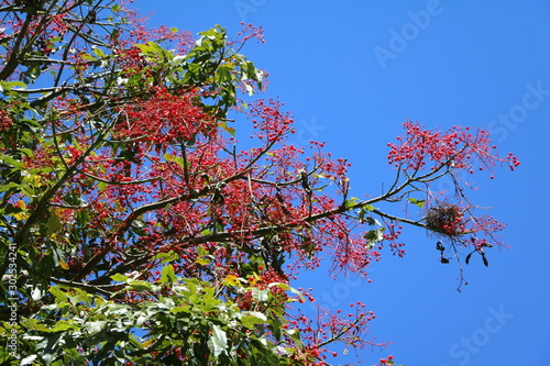 Brachychiton acerifolius, Australia photo