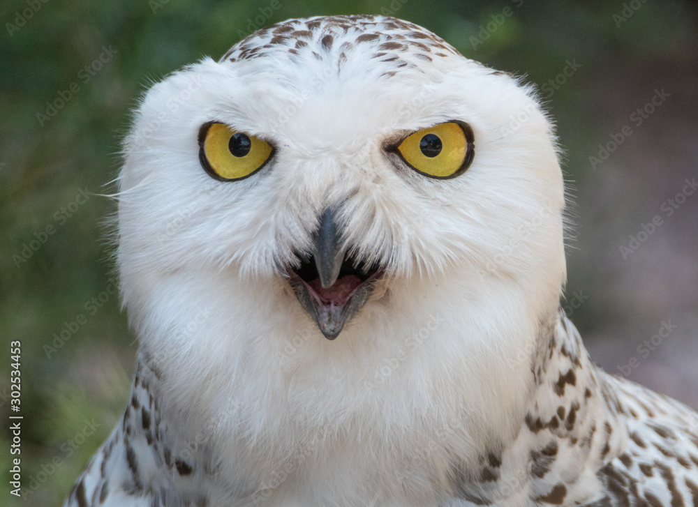 Naklejka premium Aggressive Snowy Owl