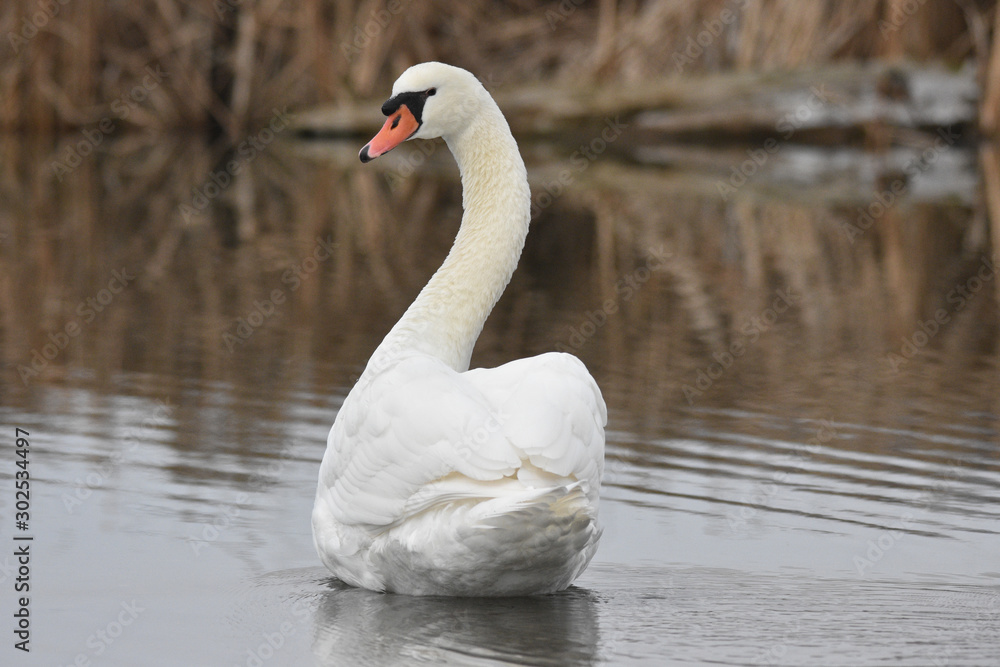 Obraz premium swan on lake