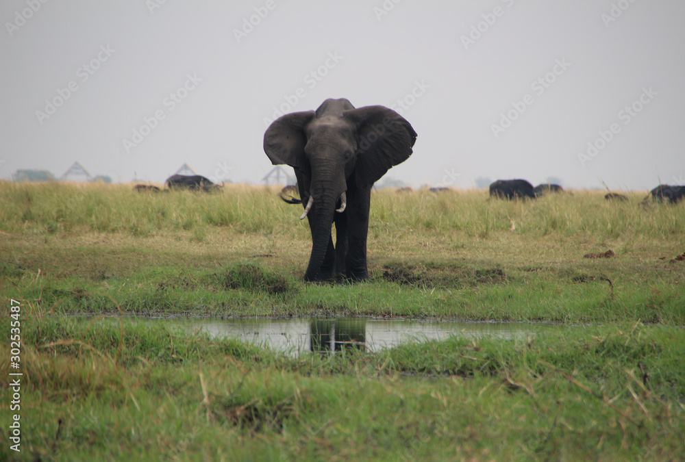Elephant in Chobe National Park in Botswana