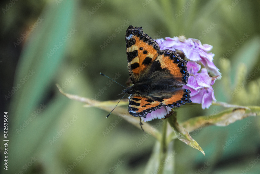Beautiful butterflies sit on flowers. Beautiful butterflies sit on flowers.