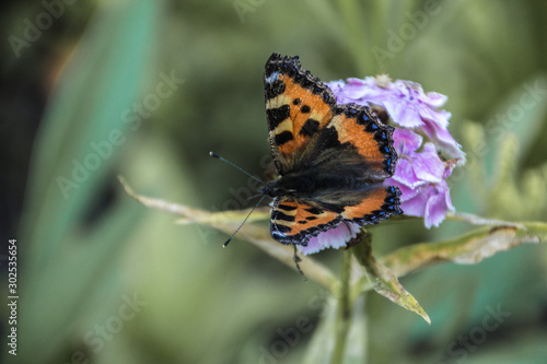 Beautiful butterflies sit on flowers.