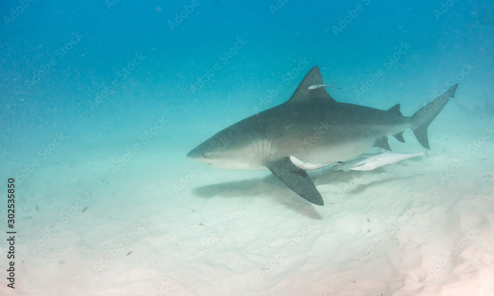 Bull shark at the Bahamas Bull shark at the Bahamas