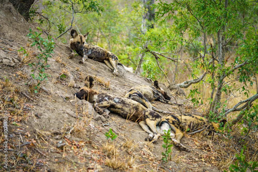 wild dogs in kruger national park, mpumalanga, south africa 4 wild dogs in kruger national park, mpumalanga, south africa 4